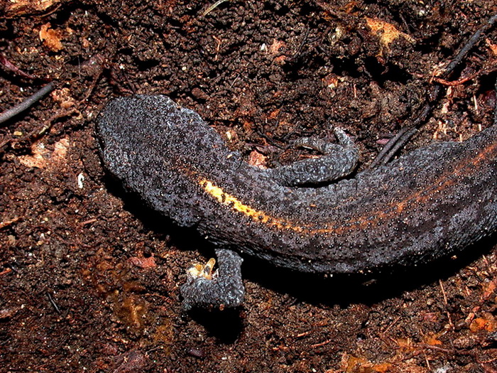 Tritone alpestre: Ichthyosaura alpestris (Laurenti, 1768)